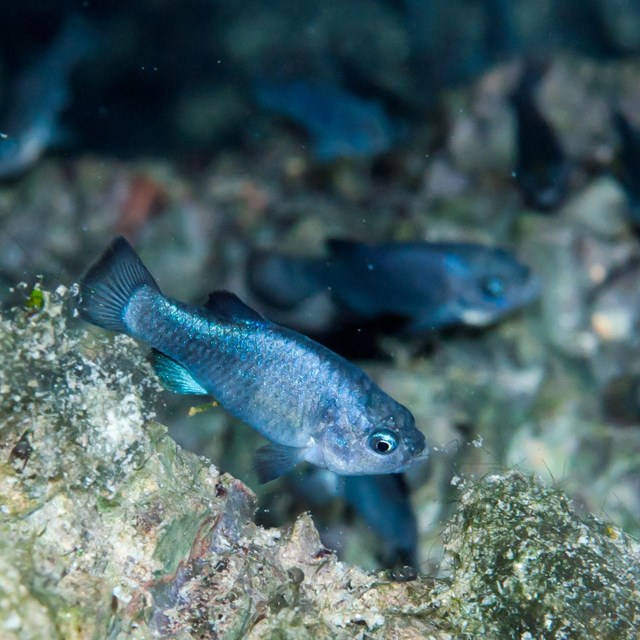 Small blue fish near algae-covered rocks with additional blurry blue fish in the background.