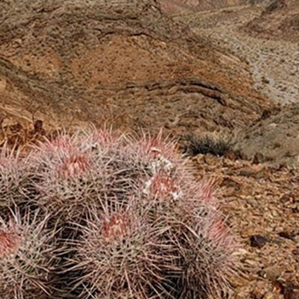 Cottontop cactus (Echinocactus polyceophalus) on a desert hill overlooking a wash with a mountain.