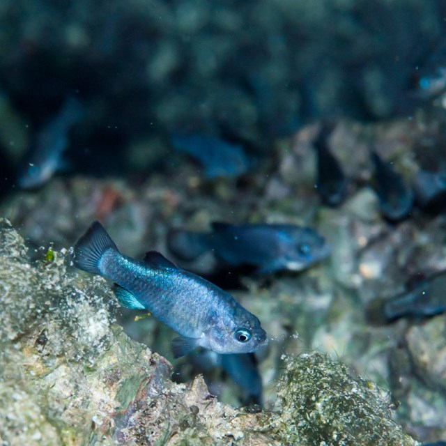 An underwater image of blue fish swimming among grey rocks.