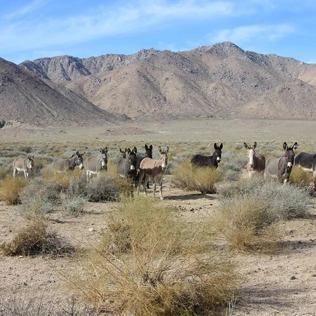 Burros standing in open land with shrubs and mountains in the background.