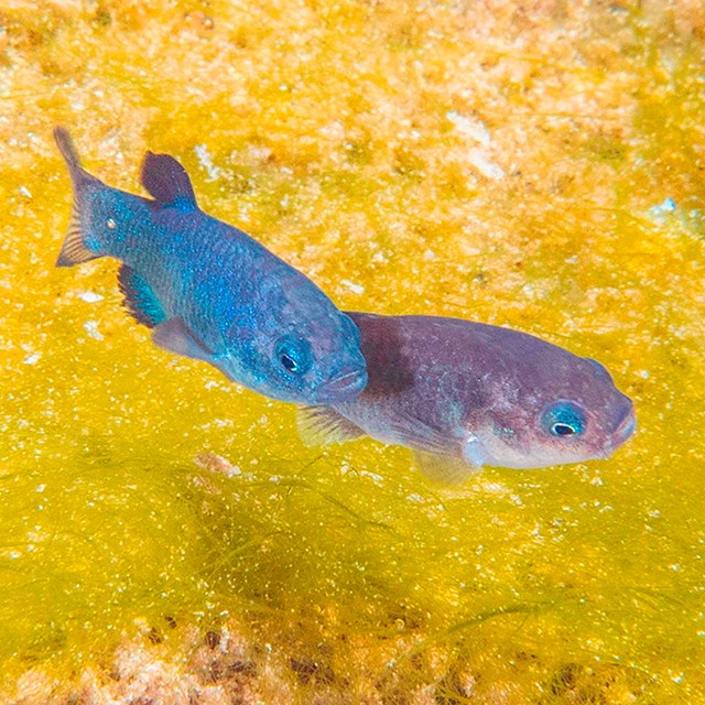 Two blue pupfish swimming in clear water against yellow green plants.