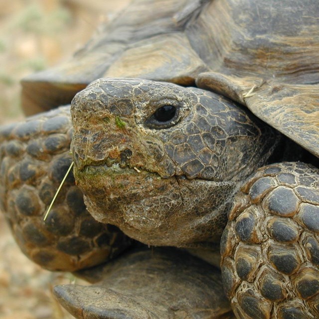 A close up of desert tortoise with some green vegetation around his mouth.