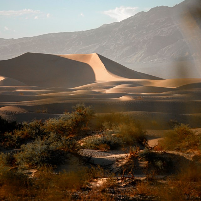  Sand dunes stand past green shrubs but before mountains in the background.