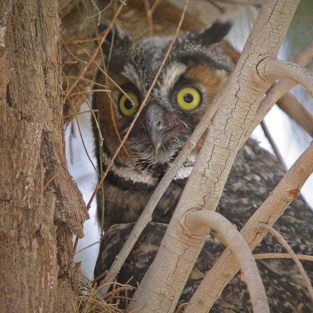 A long-eared owl with yellow eyes peers through tamarisk branches.