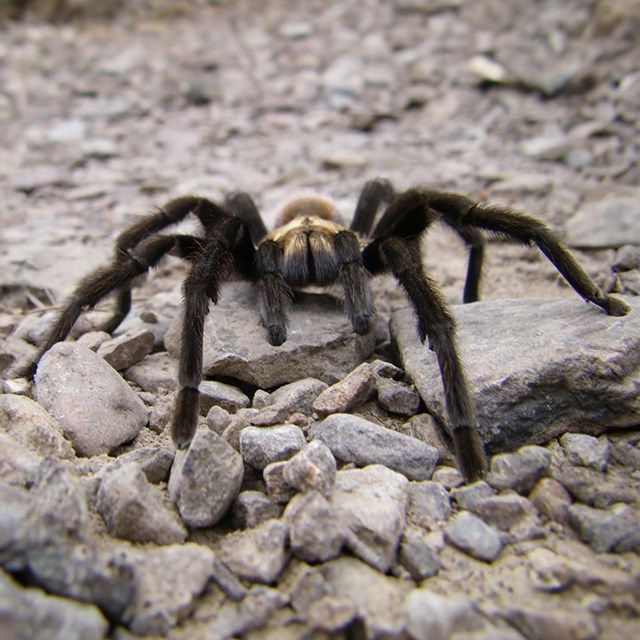 Close up head-on view of a tarantula walking on gray rocks.