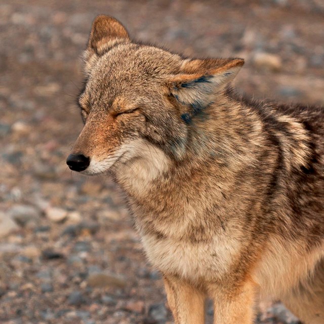 A brown coyote looking at camera lens standing on gray rocks and green foliage in the background.