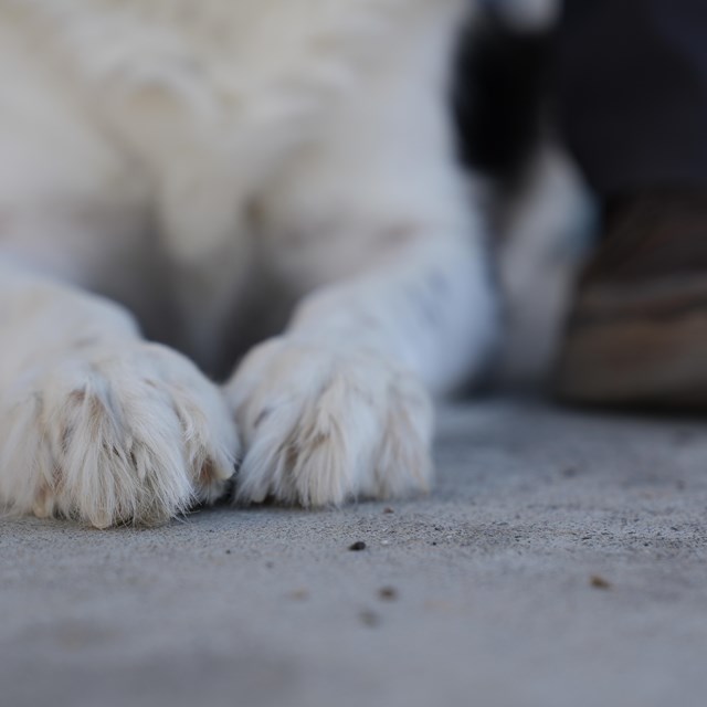 Front view of a white dogs paws and chest lying down next to a person wearing hiking boots