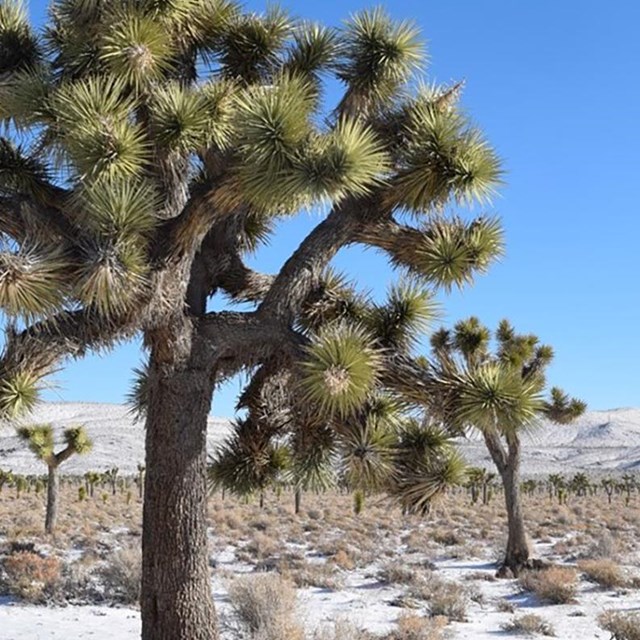 Joshua trees with a dusting of snow on the ground and mountains in the distance.