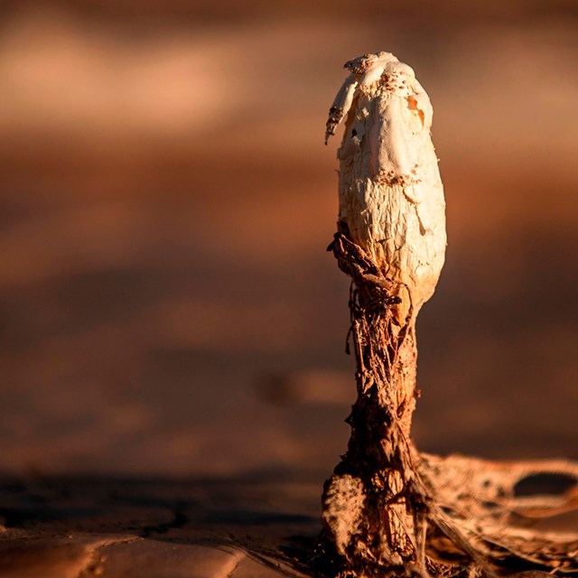 A white, bulbous stalked mushroom emerging from dried mud cracks.