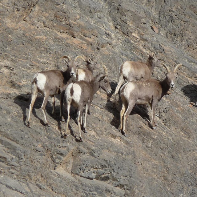 a group of six sheep on a sheer rock cliff