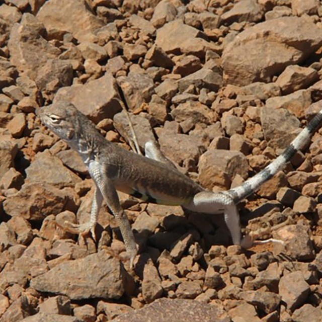 Gray lizard with black and white stripes on its tail, standing on red rocks.