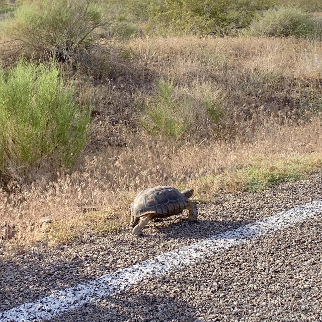 Desert Tortoise walking along pavement next to a white paint stripe with green and brown vegetation 