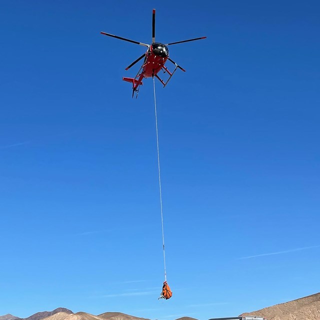 A bighorn sheep being transported by helicopter for biologists to sample it and attach a GPS collar.
