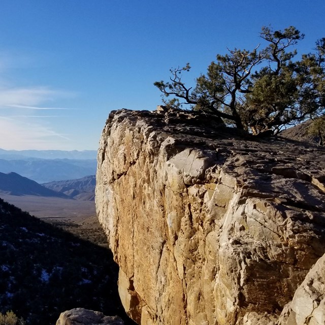 A windswept pinyon pine is perched on a rock outcrop above a snow-dappled valley.