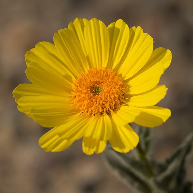 Close up of a yellow Desert Gold flower.