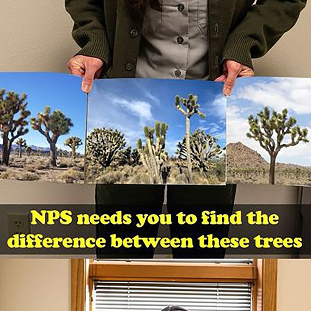 Images of Joshua Trees held by ranger and text on screen.