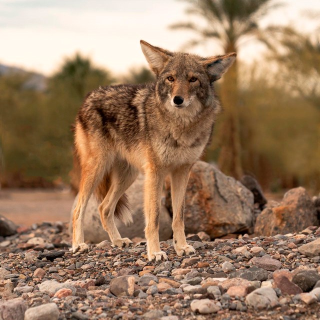 A coyote standing, looking at the camera on gray rocks with green bushes and trees in the background
