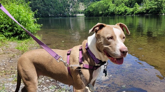 A brown and white dog standing near the river with the gap in the background.