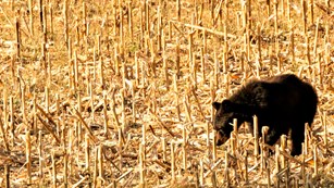 A black bear forages in a corn field within the park