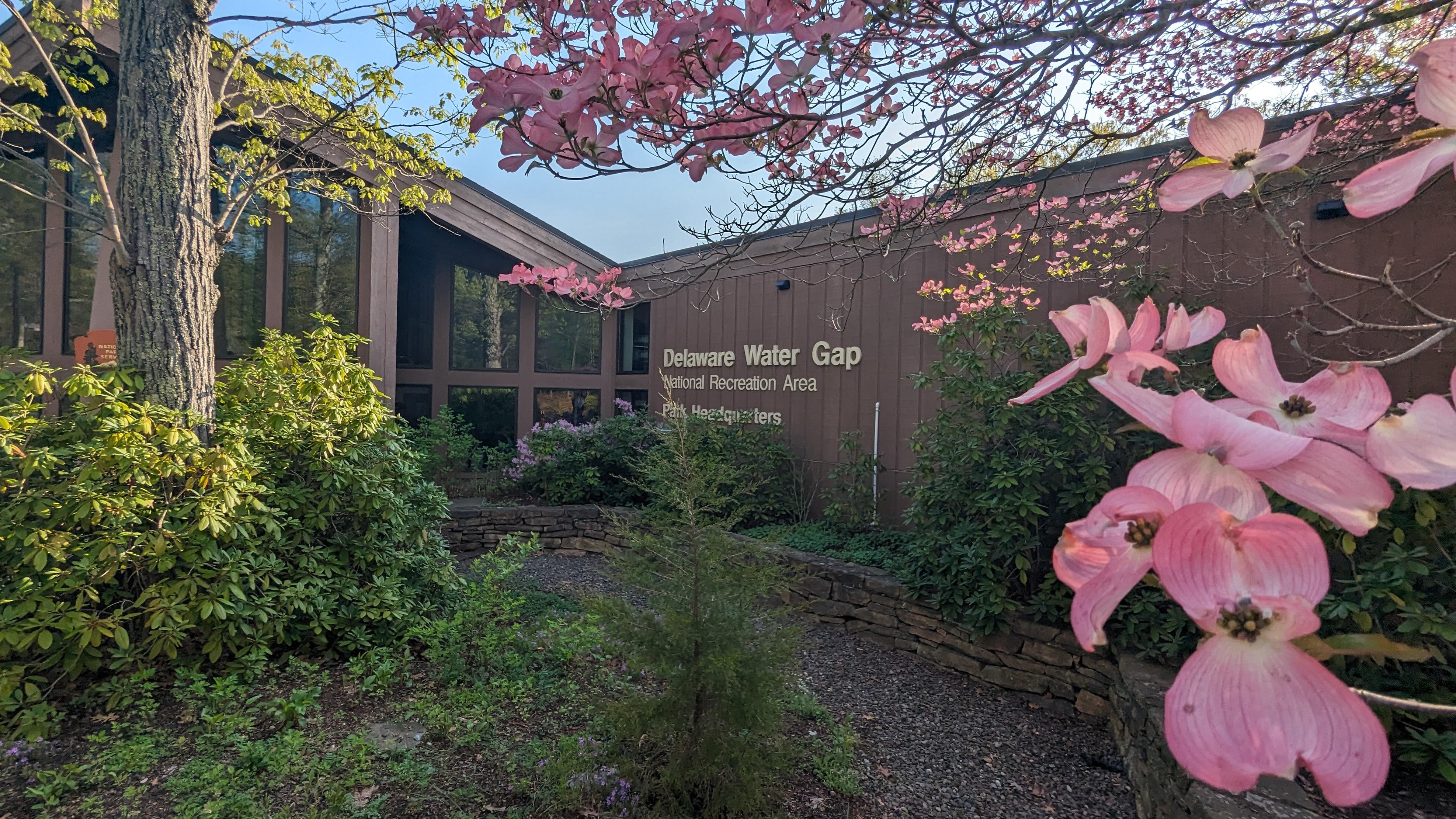 Pink dogwood flowers in front of the Park Headquarters.
