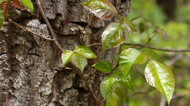 A poison ivy patch growing out of fallen leaves.