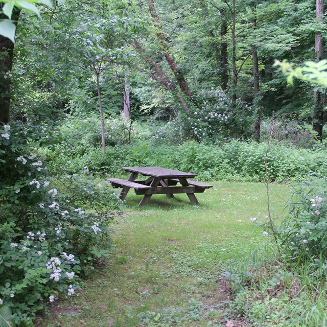 A campsite with a picnic table in the middle surrounded by lush plants.