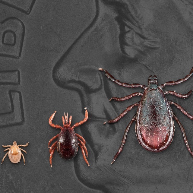 Ticks in their different stages of development sit on a dime for scale