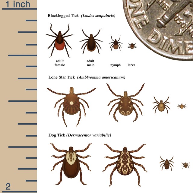 A chart shows the different sizes of ticks as they develop