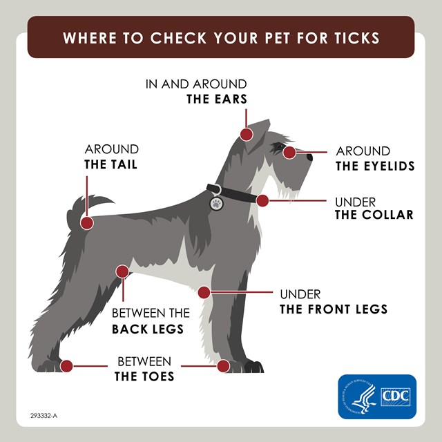 An image of a small dog with locations where ticks might hide listed