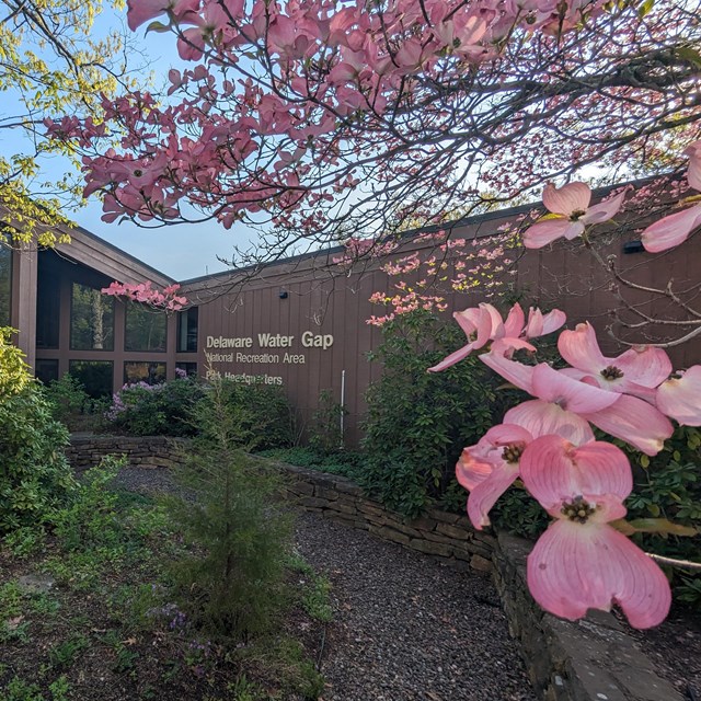 Park Headquarters in the background with pink dogwood flowers in bloom.