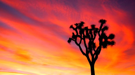 Joshua tree silhouetted against brilliant sunset