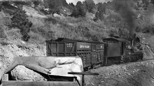 A black and white photo of a train hauling cars around a bend. Jacketed fossils peek out of one car.
