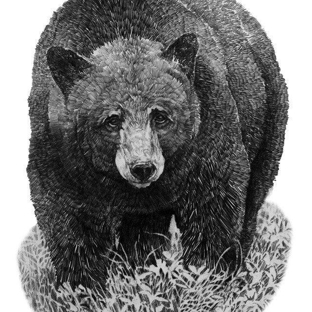 Drawing of a black bear