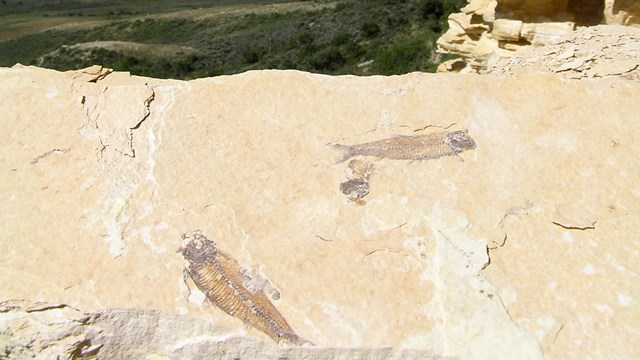 Two fish fossils exposed near a cliff face