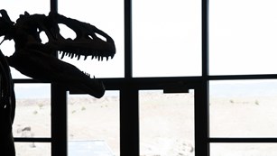 Silhouette of T-Rex skull against bright light of windows