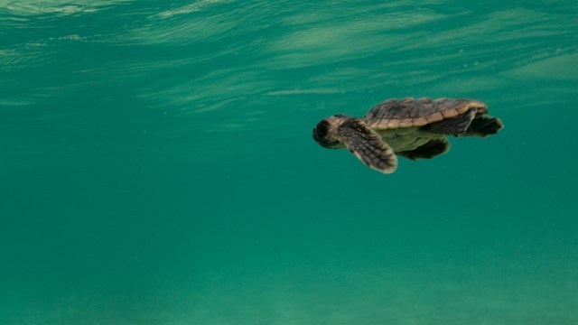 A baby sea turtle swims in the ocean
