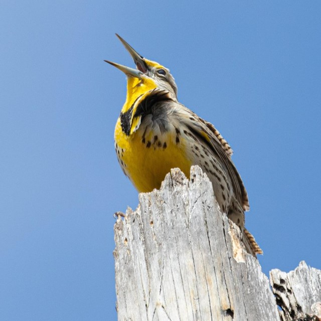 a yellow meadowlark perches on a stump
