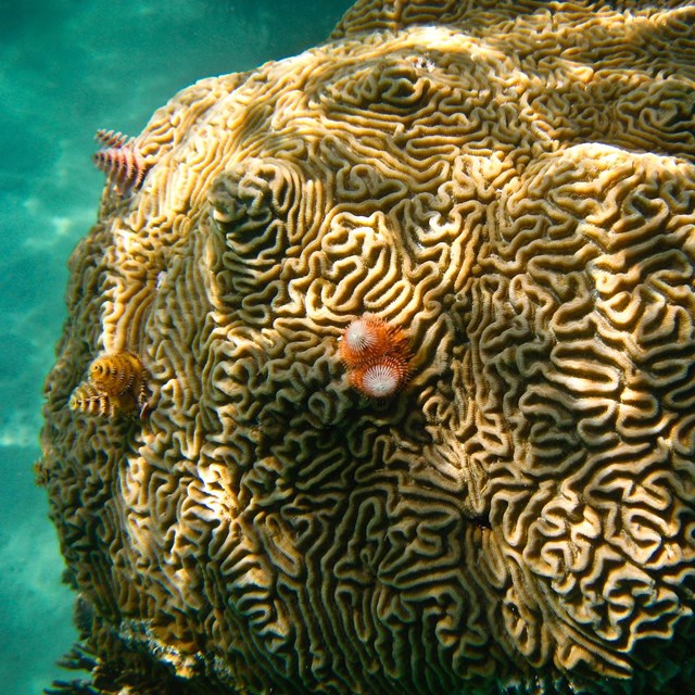 A large piece of coral with small animals living on it underwater