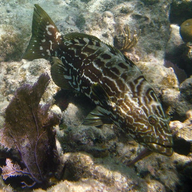 A brown and white stiped fish swimming above corals and sand