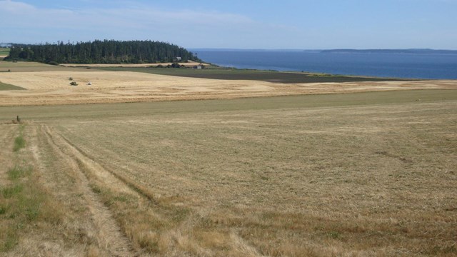 A flat, open field of dry grass with pine trees in the distance and blue water in the background.