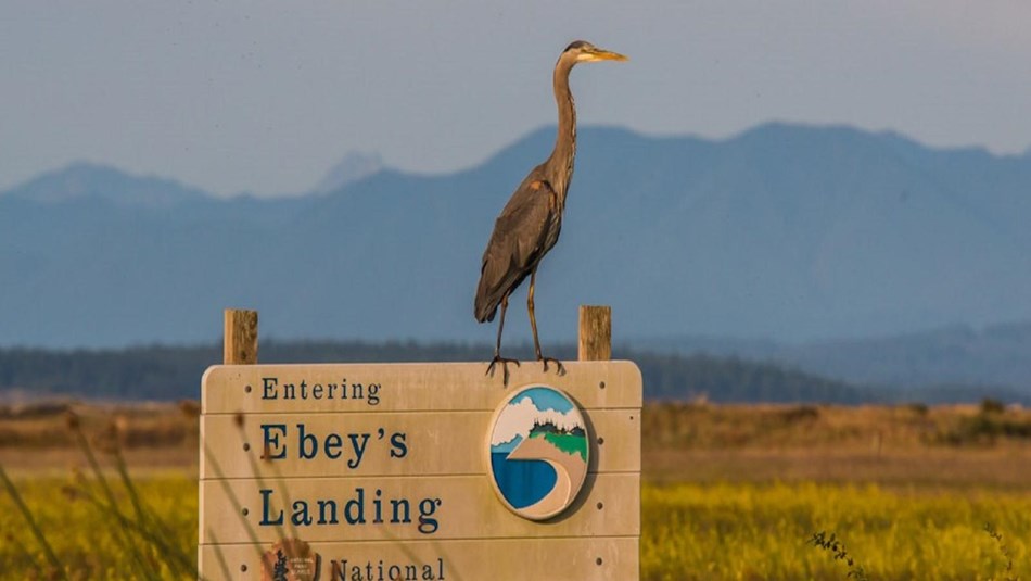 Blue heron stands on Ebey's Reserve entrance sign.