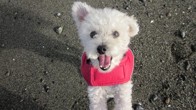 Fluffy white dog on the beach with a red coat. 