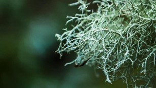 Close up picture of lichen.
