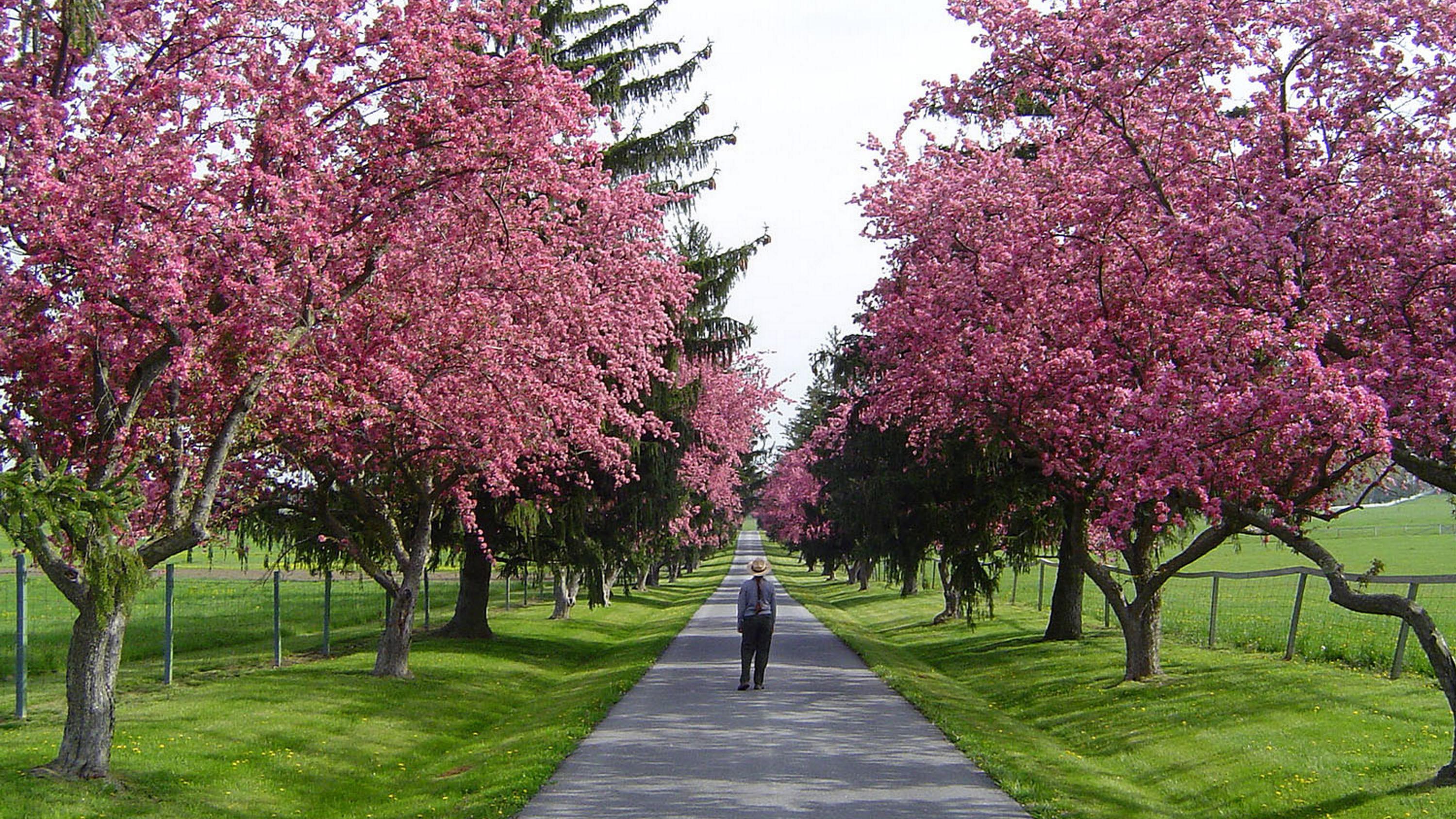 A color image of a park ranger walking down a paved road surrounded by trees
