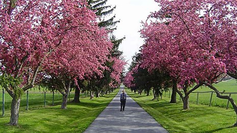 Park ranger standing on a paved lane looking at pink flowers on trees
