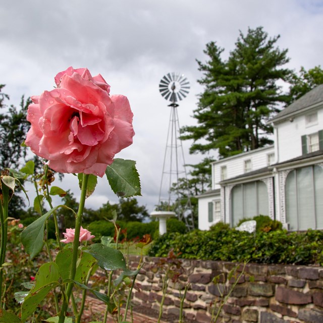 A pink flower in front of white house.