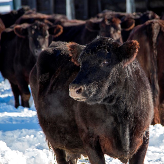 Black cow in the snow with a herd of cows behind it.