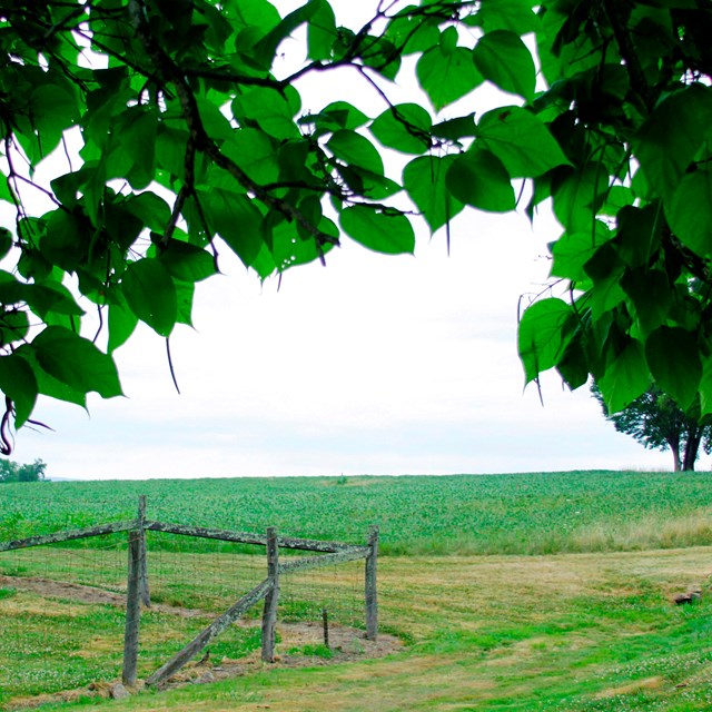 A field with wire fencing and a canopy of leaves overhead.