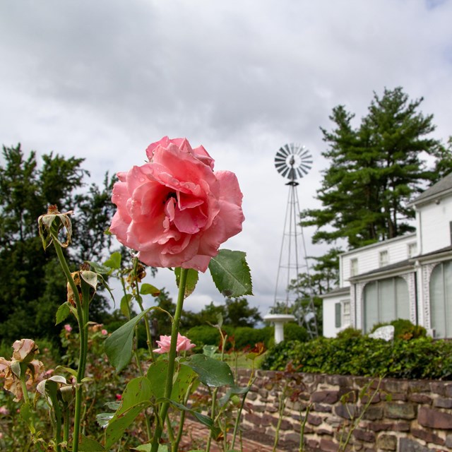 A color image of a pink flower with the white brick Eisenhower home in the background