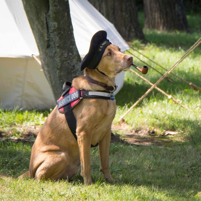 A service dog holds a pipe in it's mouth while wearing a U.S. Navy cap.